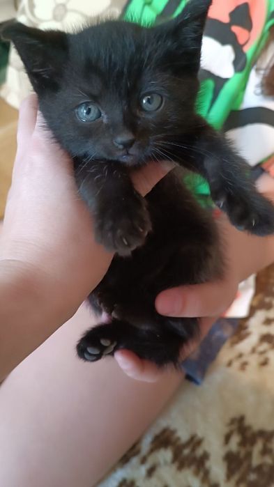 Котята домашние  свои !