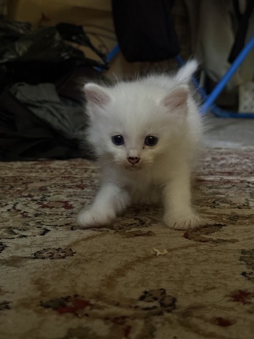 Отдам в хорошие руки котенка
