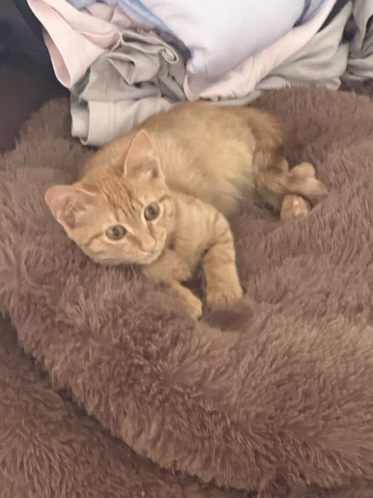 Котенок в добрые руки