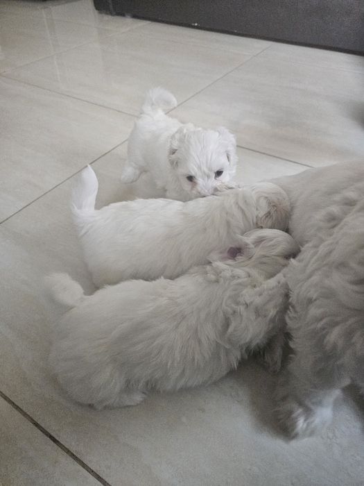 Pui bichon maltez