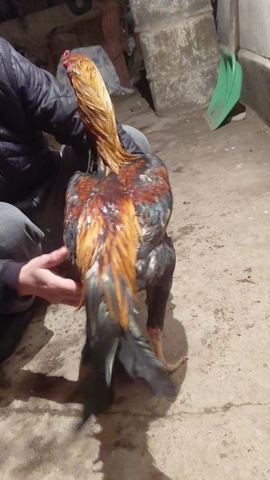 Дакан апрельский