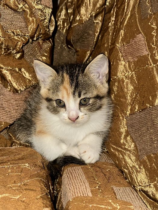котята в хорошие руки
