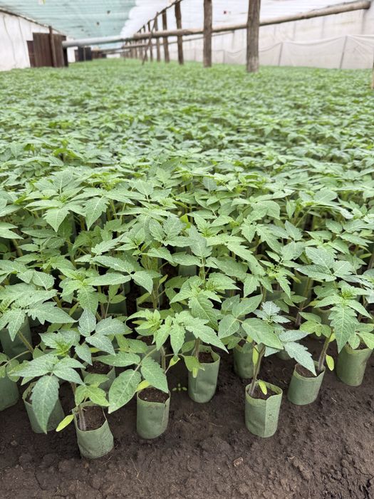 Vindem rasaduri legume (rosii, ardei, castraveti, vanata)