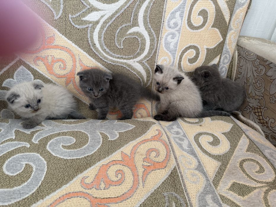 Шотландская котята вислоухие