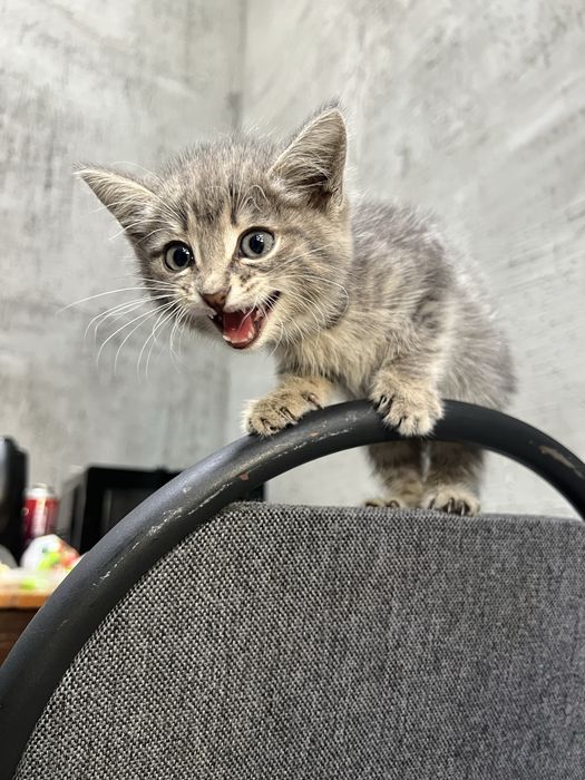 Отдам котенка в добрые руки