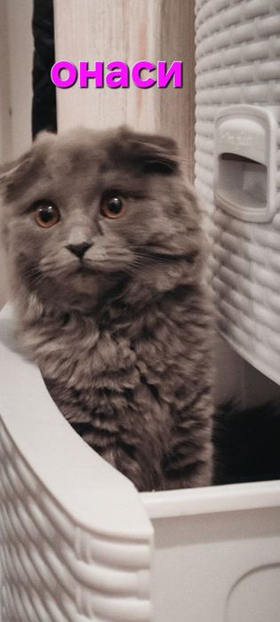 Скоттиш фолд шотландский ва Скоттиш хайланд фолдчала