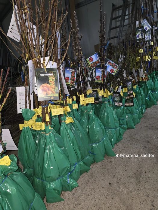 Pomii Fructiferi Altoiți Clasici și Columnari anul 3 de vegetație