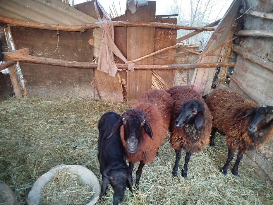 Қозылы қой сатылады