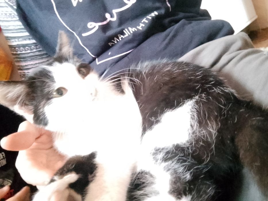 Отдадим кошечку игривую