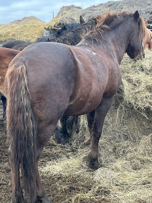 Жеребец на племя