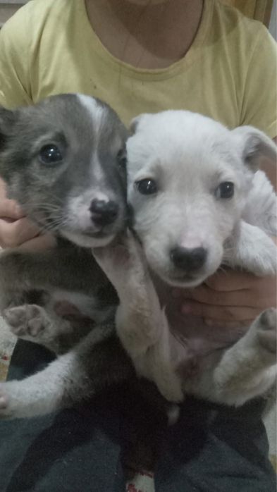 Маленькие щенки.