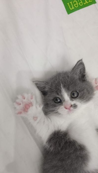 Срочно продам очень милый котёнок