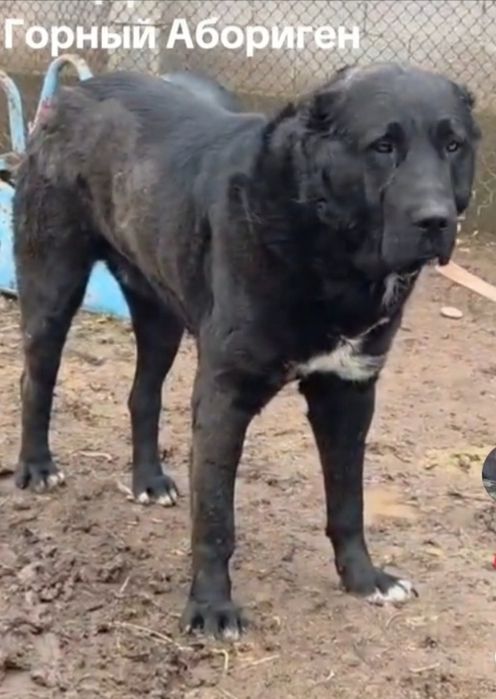 Кушык тау төбет 3айлык