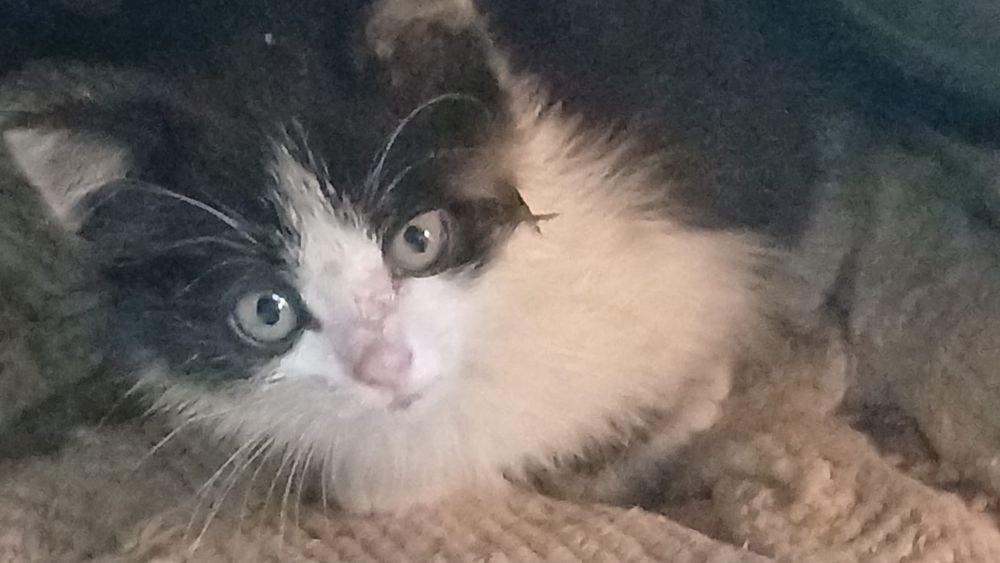 Котята ищут хорошего человека