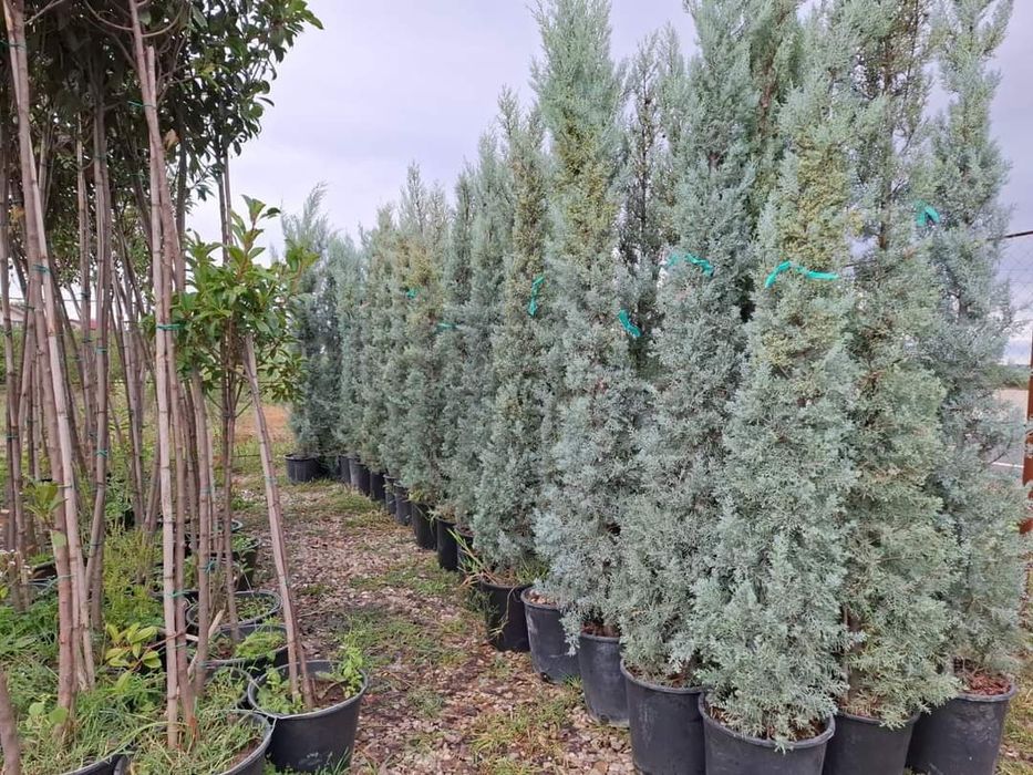 Leilandi la ghiveci înălțimi mari și mici