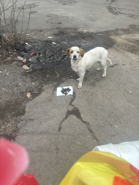 Найдена собачкааа