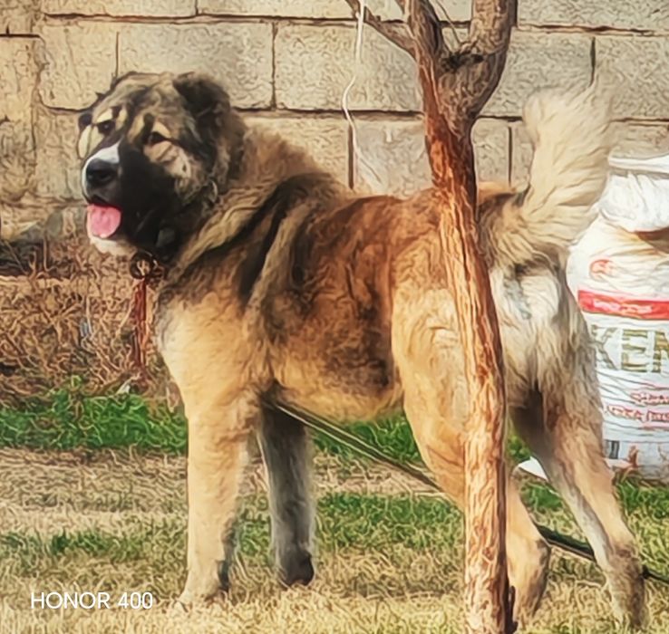 Тобет сатылады жасы 1жас 1 ай