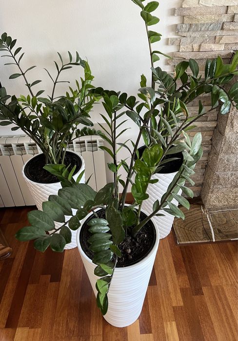 Замиокулькас продам