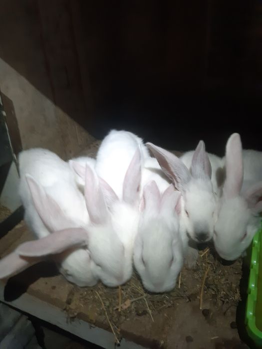 4 Iepurași masculi Hycole Francez – 8 săpt. (2kg)