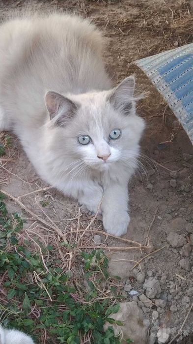 Продаётся котик Скотш страйк