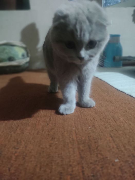 Mushukni nomi  SCOTTISH FOLD