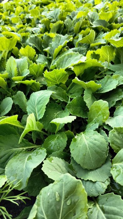 Продам рассаду разных сортов