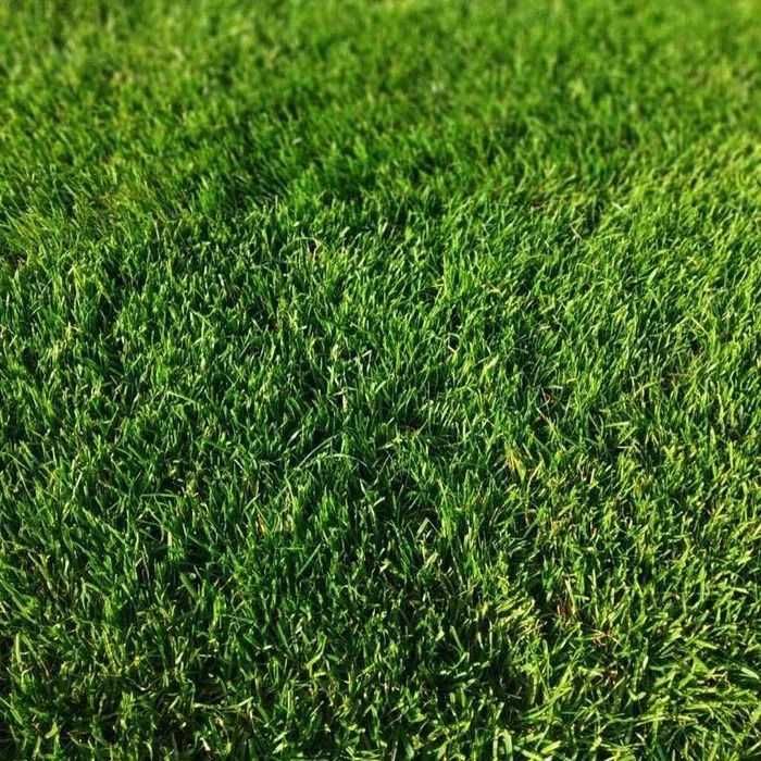 Озеленение участка посадка туй елей газон автополив