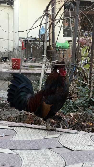 Yapon ho’roz sotiladi budilnik ertalab 5 dan bowlab uyg’otadi