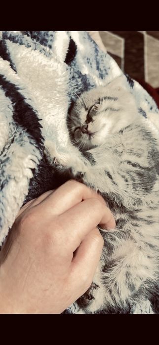Продам вислоухого котенка