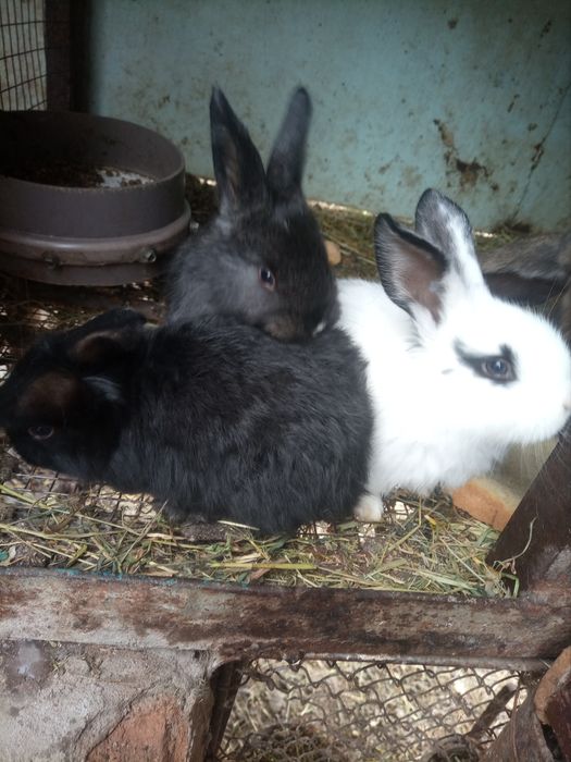 Кролики, кролики