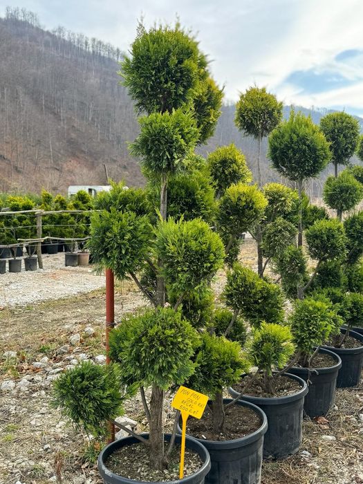 Plante ornamentale calitate extra