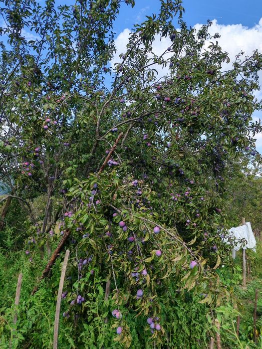 Prune anaspet, pentru masa, gem, țuica , pentru cunoscătoi