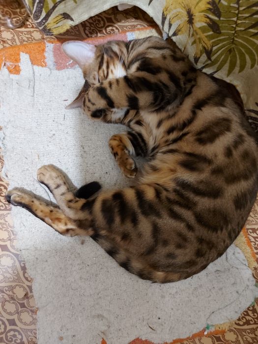 Продам бенгальского кота