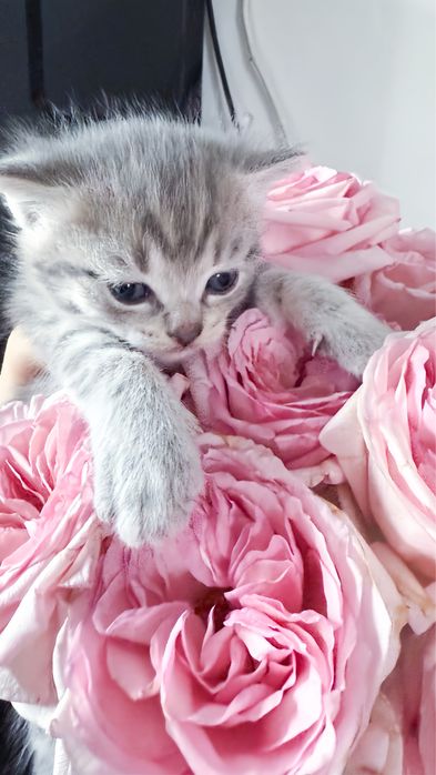 Котята 1 месячный