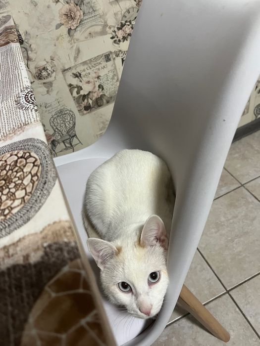 Котенок 8-9 месяцев