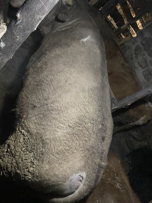 Продам жирного бычка