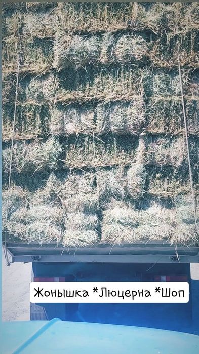 Жонышка Люцерна Шоп