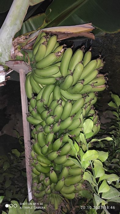 Банан кучат Банан кучат