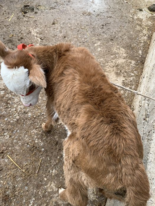 Ақ бас бұзау сатылады