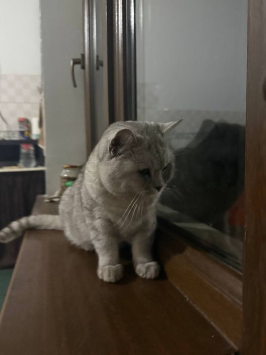 Британский шиншила срочна