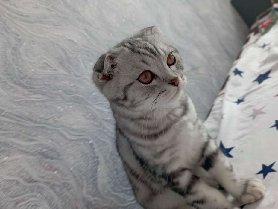 Вязка  кота вислоухого