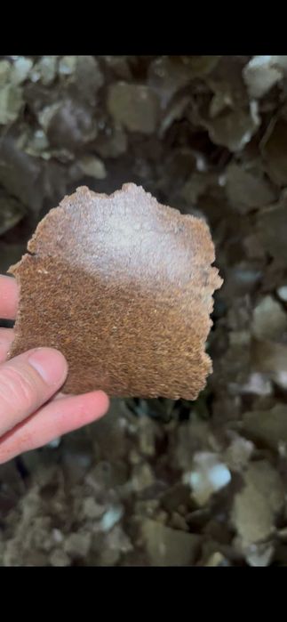 Жмых льняной/рапсовый/подсолнечный