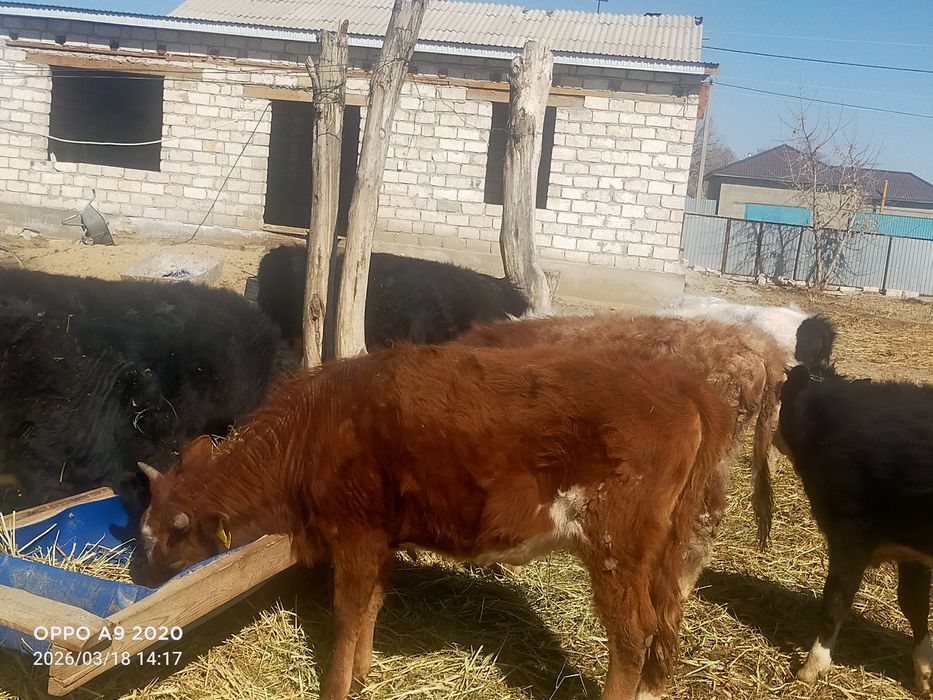 Баспактар сатылады