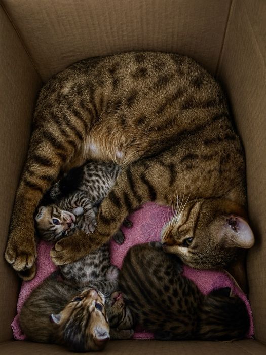 Бенгальские котята
