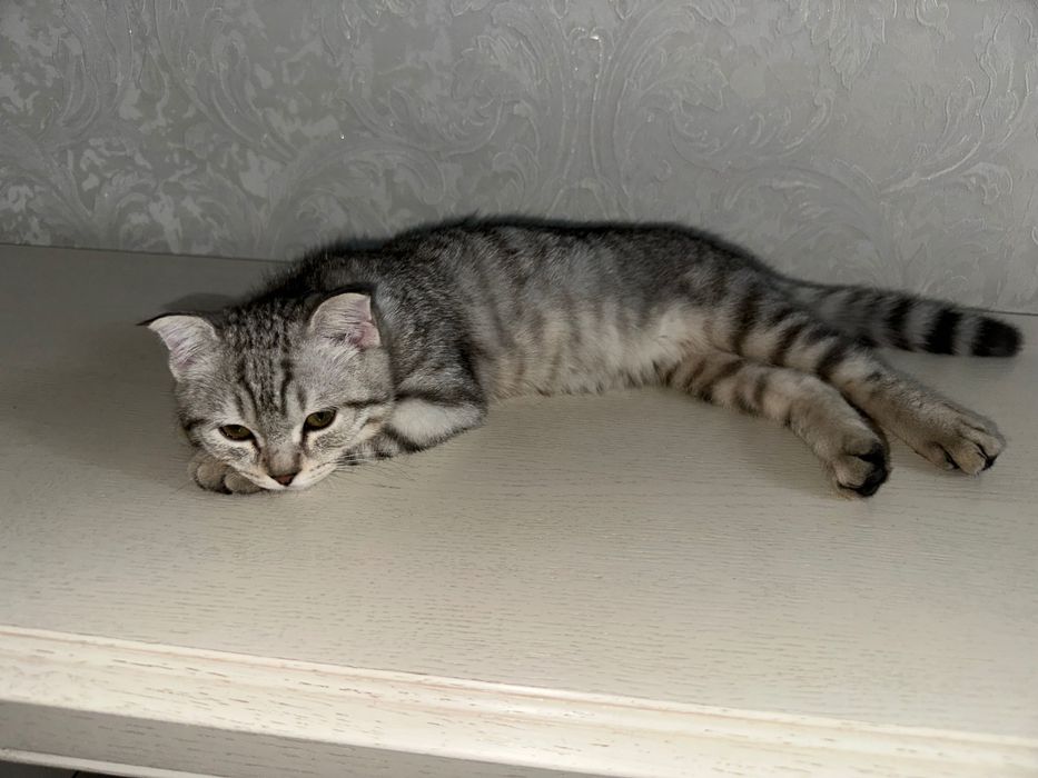 Котенок шотландец