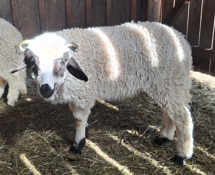 3 berbecuți din oi breze si o stearpă oacheșă!