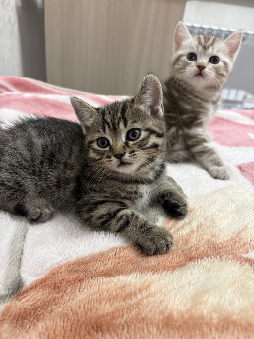 Продажа британских котят