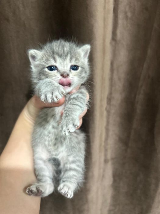 Отдам котят бесплатно