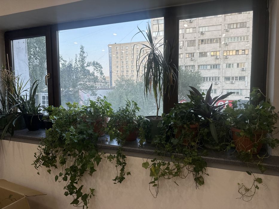 Комнатные цветы