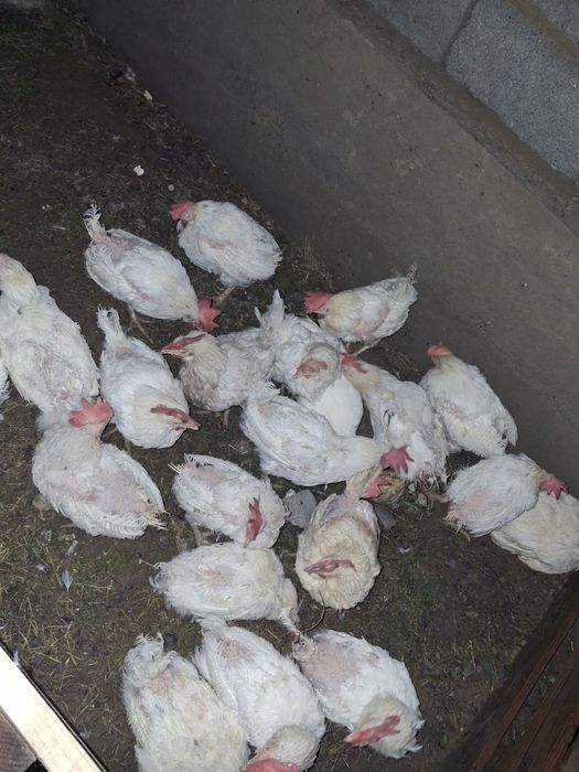 Тауык сатылады срочно